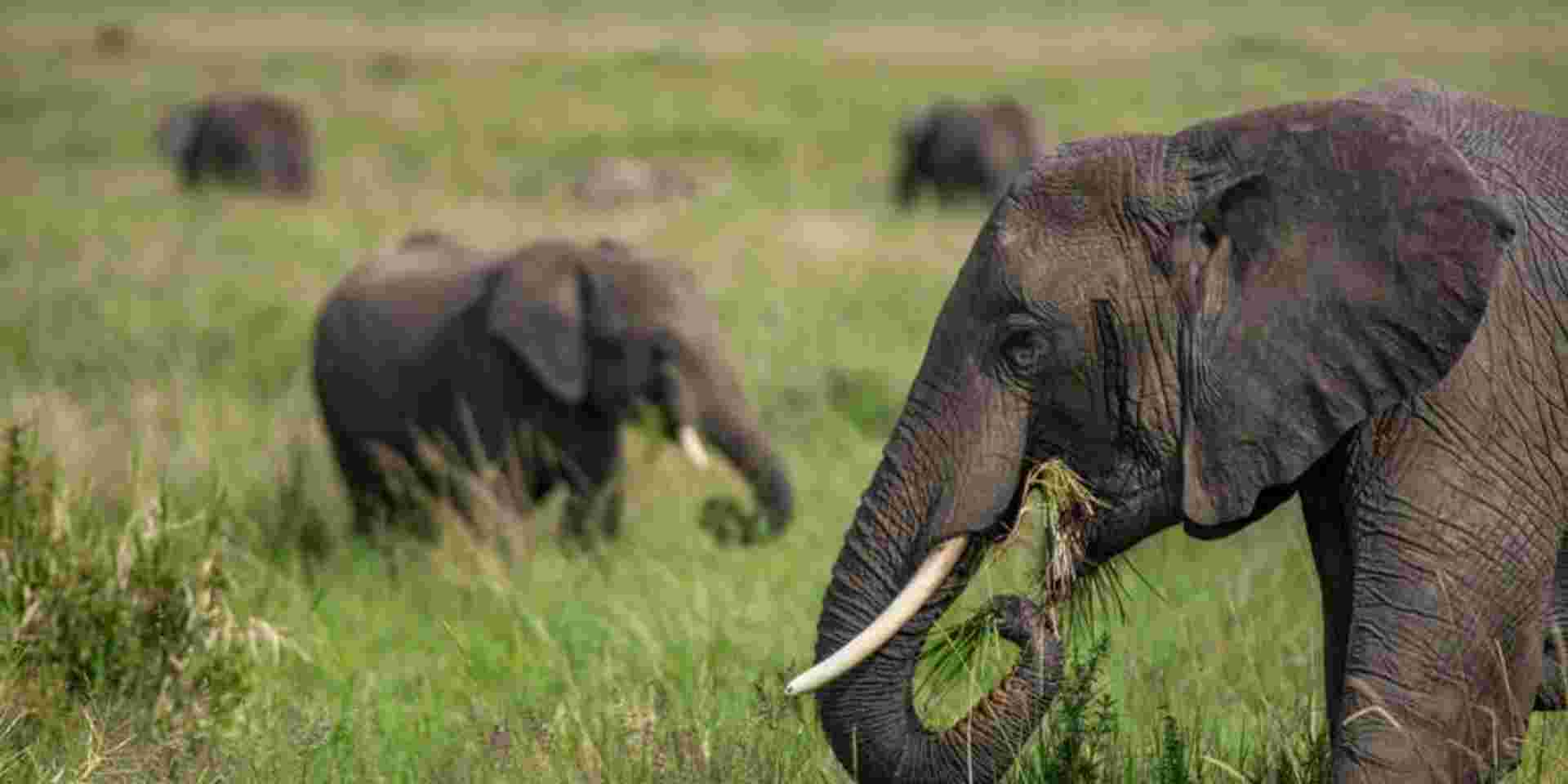 Kenya to Uganda Overland Safari with Participation Camping