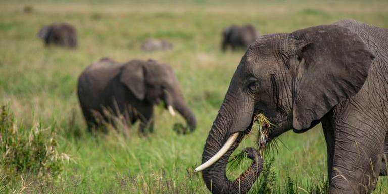 Kenya to Uganda Overland Safari with Participation Camping - 15 days