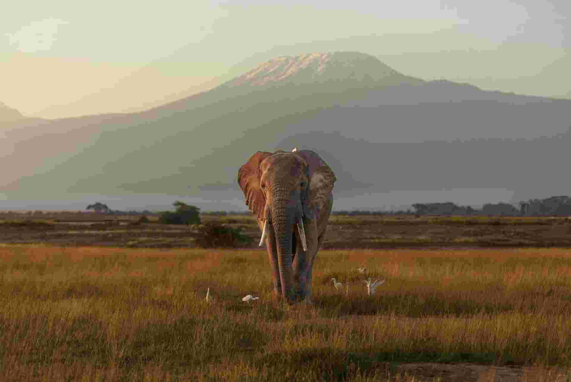 Kenya by Rail: Trains, Safaris & Beaches