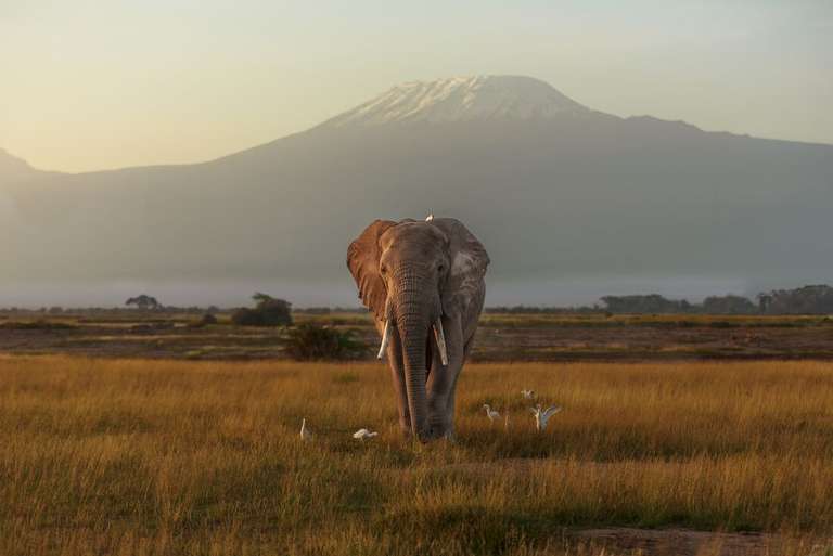 Kenya by Rail: Trains, Safaris & Beaches - 10 days