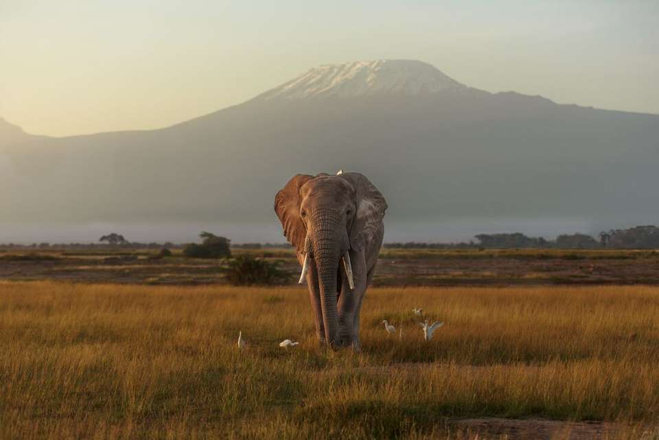 Kenya by Rail: Trains, Safaris & Beaches - Intrepid Travel - Kenya - Image 1