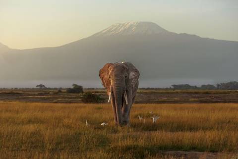Kenya By Rail: Trains, Safaris & Beaches - 10 Days