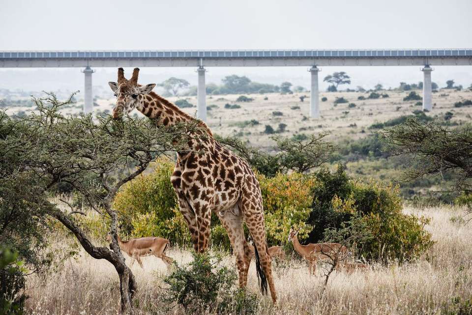 Kenya by Rail: Trains, Safaris & Beaches - Intrepid Travel - Kenya - Image 2
