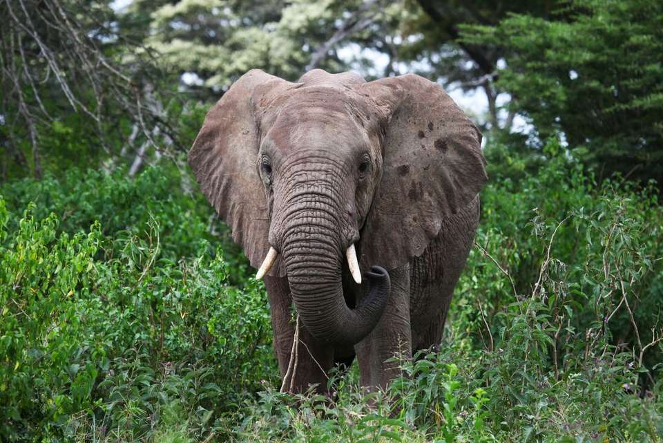 Kenya by Rail: Trains, Safaris & Beaches - Intrepid Travel - Kenya - Image 11