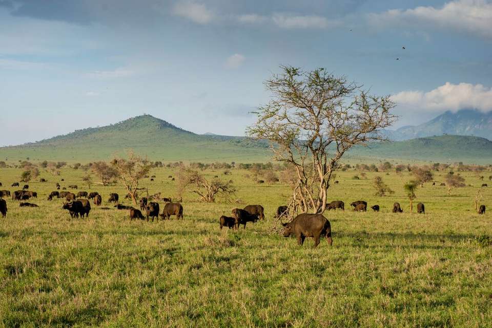 Kenya by Rail: Trains, Safaris & Beaches - Intrepid Travel - Kenya - Image 12