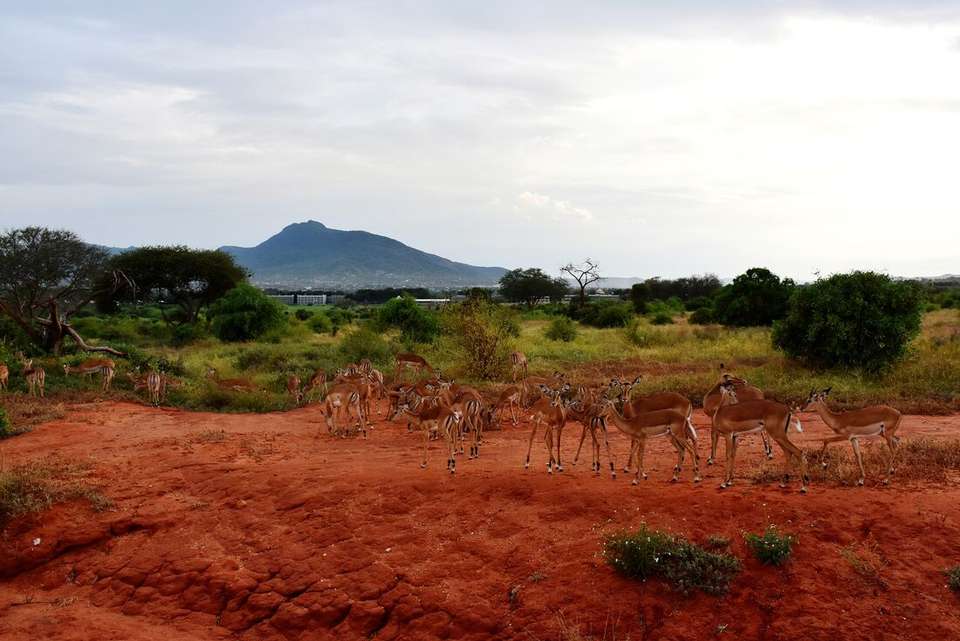 Kenya by Rail: Trains, Safaris & Beaches - Intrepid Travel - Kenya - Image 15