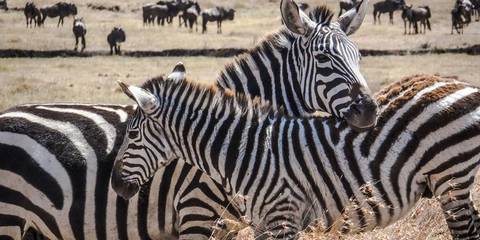 Kenya Experienced Travelers Trips: Kenya Camping Safari