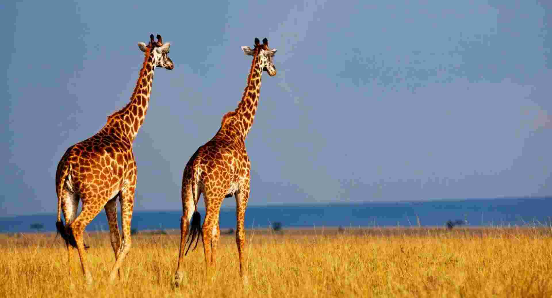 Kenya Classic, Keekorok Lodges