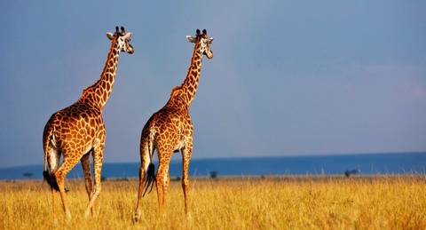 Africa Wildlife Safaris And Game Drives Tour: Kenya Classic, Keekorok Lodges