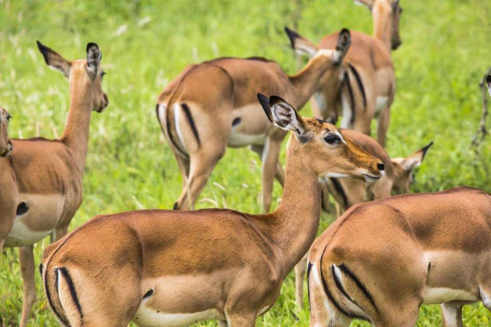 Kenya Classic, Zebra Plains - Private Tour - Destination Services - Kenya - Image 6
