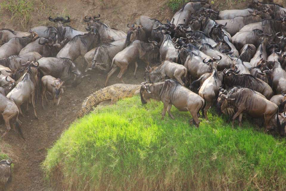 Kenya Classic, Sentrim Lodges - Private Tour - Destination Services - Kenya - Image 8