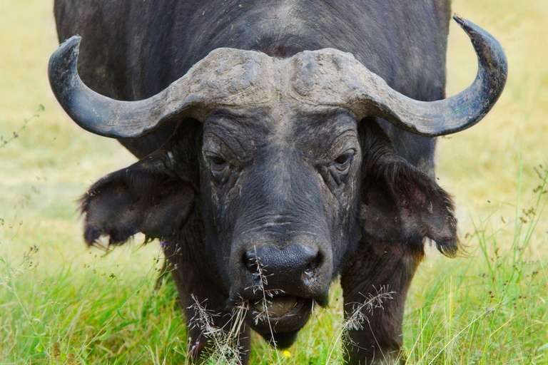 Kenya Classic, Serena Lodges - Private Tour - 7 days