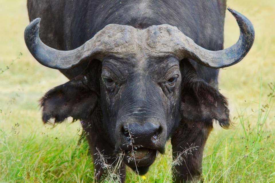 Kenya Classic, Serena Lodges - Private Tour - Destination Services - Kenya