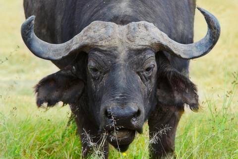 Kenya Classic, Serena Lodges - Private Tour - 7 Days