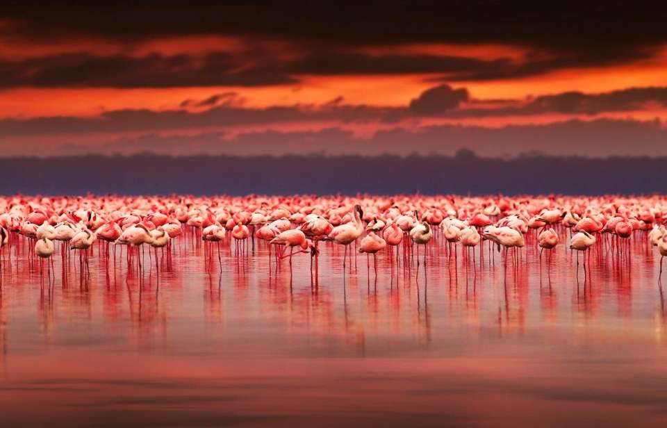 Kenya Classic, Serena Lodges - Private Tour - Destination Services - Kenya