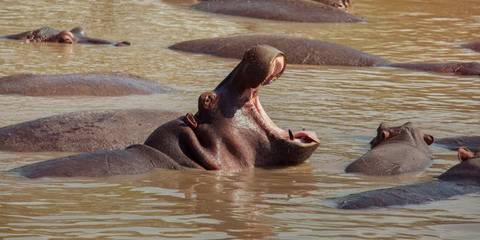 Kenya: Cultural Connections, Mt Kenya & Maasai Mara - Winter Tours