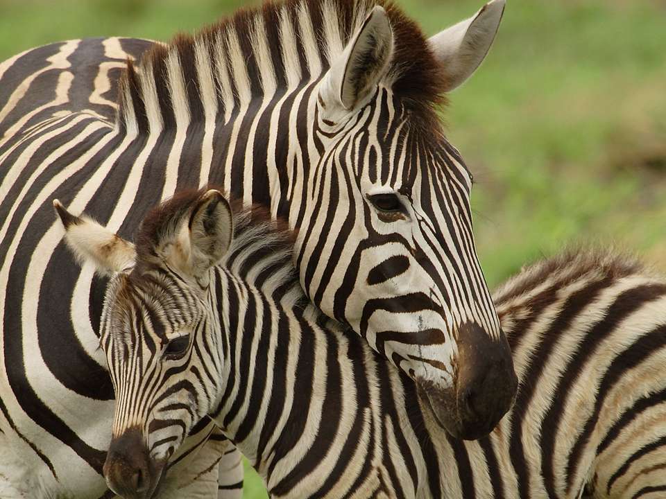 Kenya Family Safari - 8 days - On The Go Tours - Kenya - Image 3