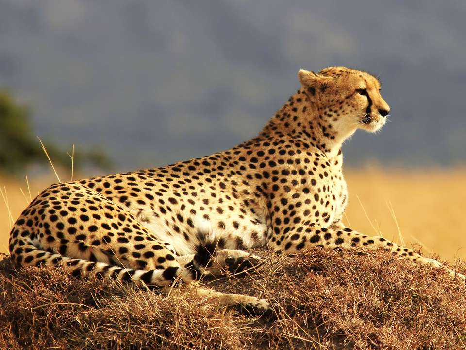Kenya Family Safari - 8 days - On The Go Tours - Kenya - Image 6