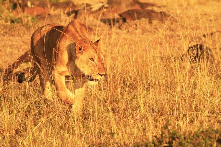 Kenya Highlights - February 2026