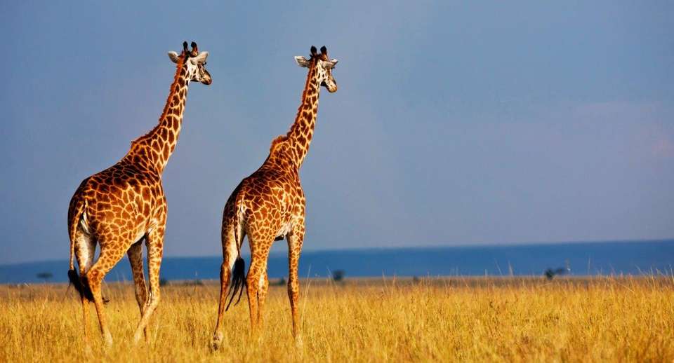 Kenya Highlights - Destination Services - Kenya