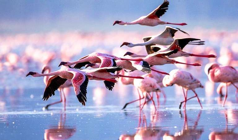Kenya Tours for Young Adults: Kenya Highlights Safari 4D/3N (Lake Nakuru & Samburu)