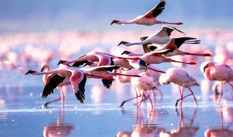 Kenya Eco Tours: Kenya Highlights Safari 4d/3n (lake Nakuru & Samburu)