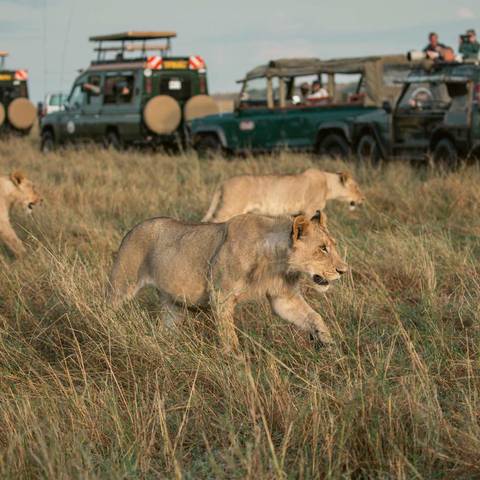 Best Of Kenya 35 To 45