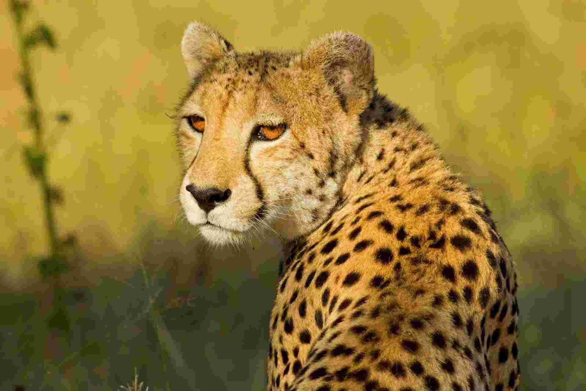 Kenya Odyssey