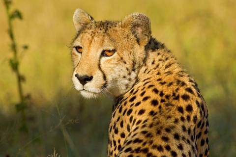 Kenya Odyssey - Winter Tours