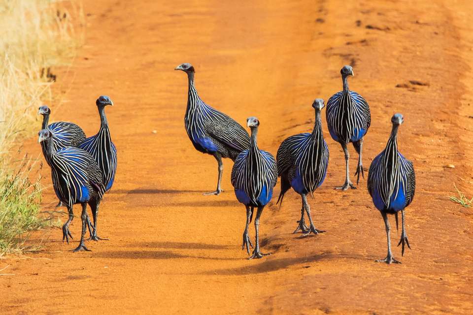 Kenya Odyssey - Destination Services - Kenya