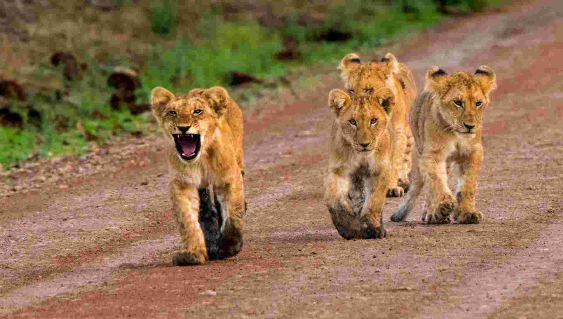 Kenya Odyssey, Private Tour