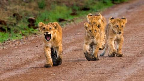 Kenya Odyssey, Private Tour - Winter Tours