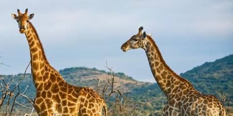 Kenya Overland: Safari Drives & National Reserves - Fall Tours