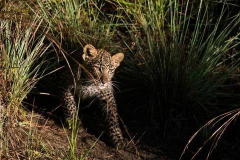 Africa Wildlife Safaris And Game Drives Tour: Kenya Photographic Safari With Paul Goldstein - Premium Adventure