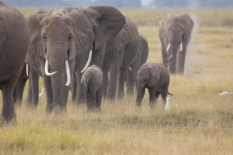 Kenya Safari Adventure - Exodus Adventure Travels - Kenya