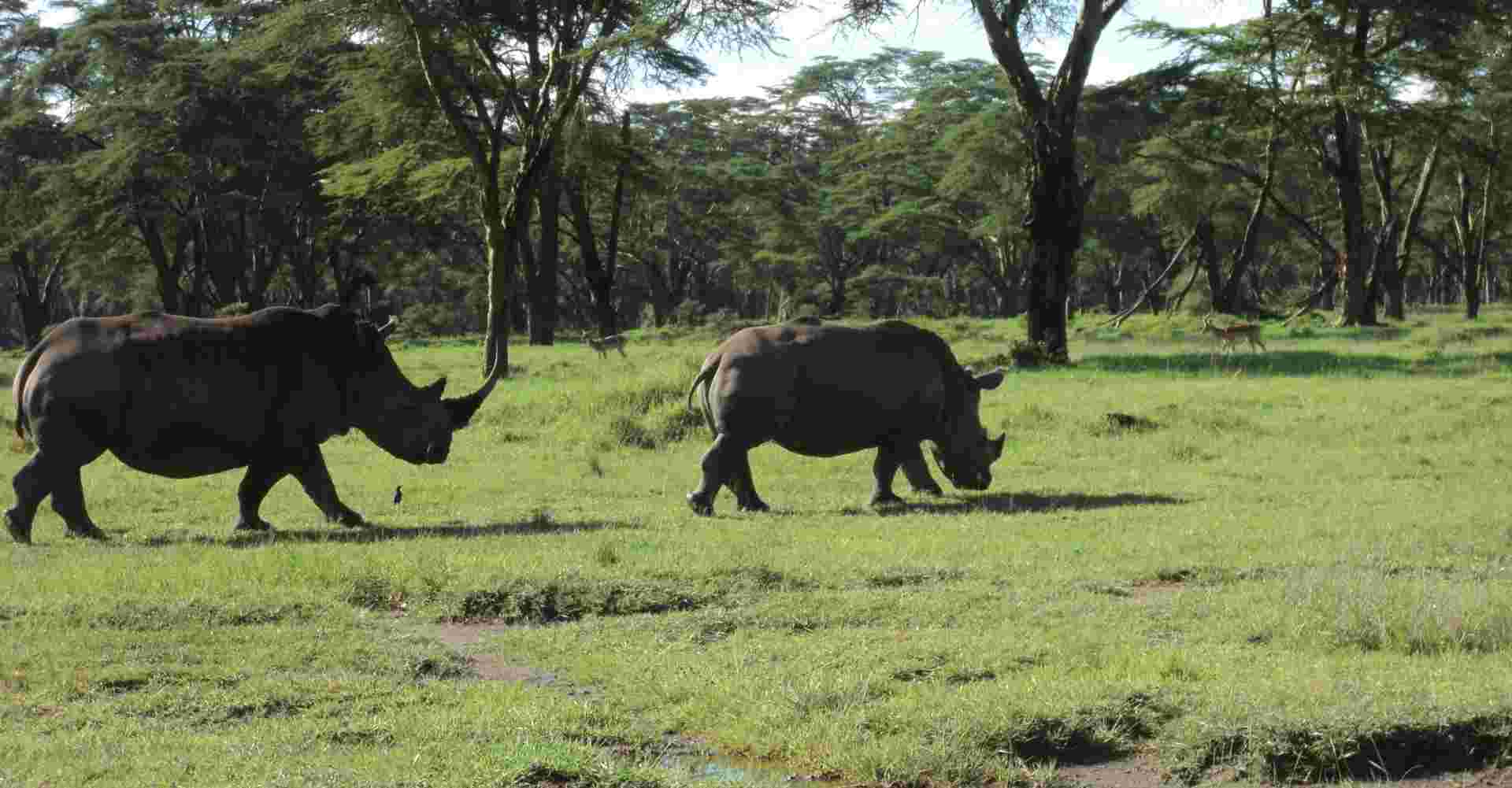 Kenya Safari Migration & Cycling at Hells Gate Park 