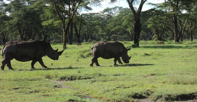 Kenya Safari Migration & Cycling at Hells Gate Park 