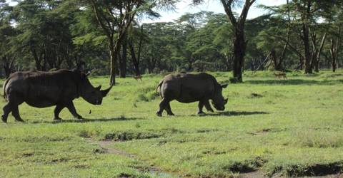 Kenya Tours For Young Adults: Kenya Safari Migration & Cycling At Hells Gate Park
