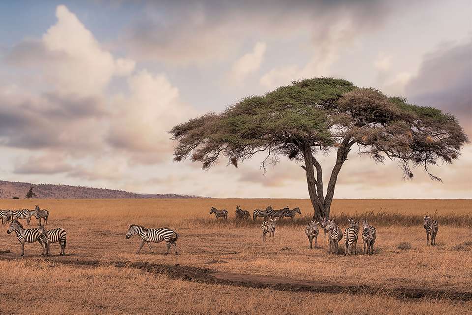 Kenya to Cape Town - Intrepid Travel - Kenya - Image 18
