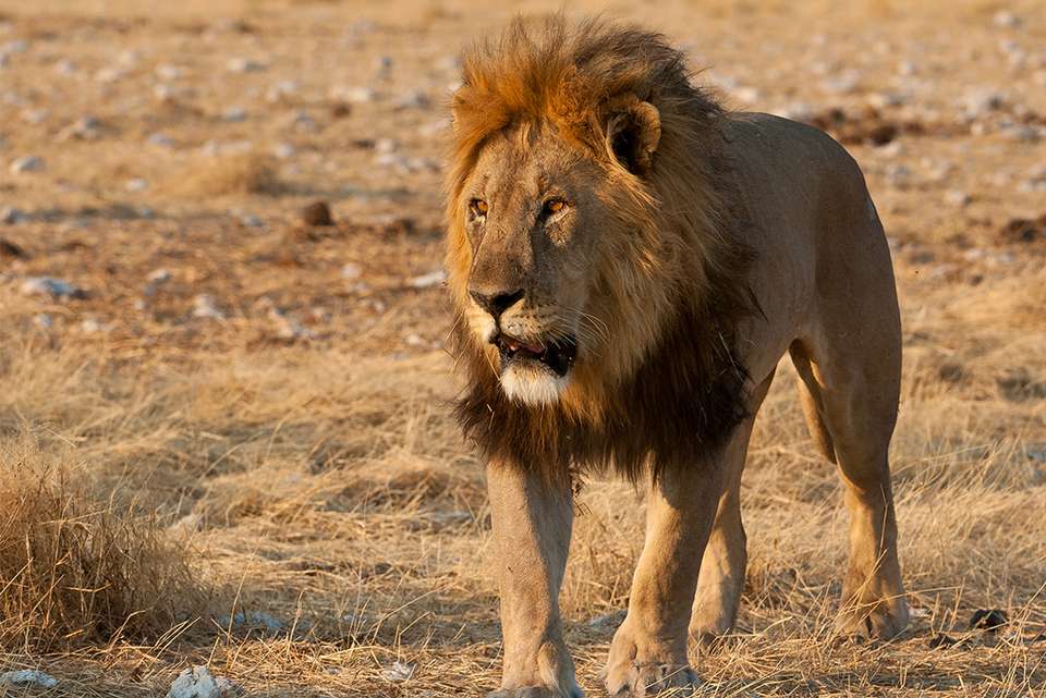 Kenya to Cape Town - Intrepid Travel - Kenya - Image 14
