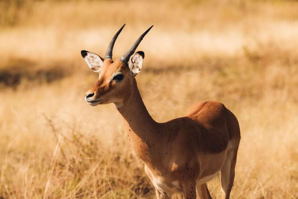 Kenya to Cape Town - Intrepid Travel - Kenya - Image 10