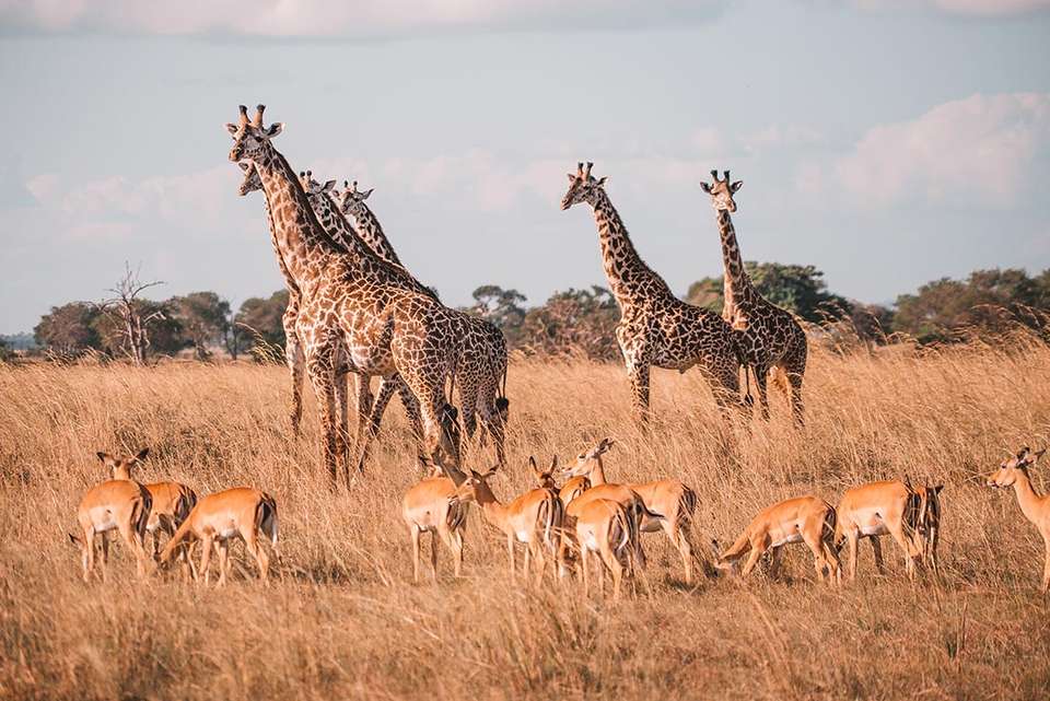 Kenya to Vic Falls - Intrepid Travel - Kenya - Image 18