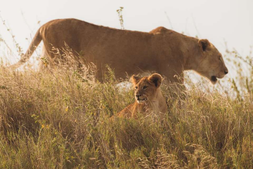 Kenya to Vic Falls - Intrepid Travel - Kenya - Image 10
