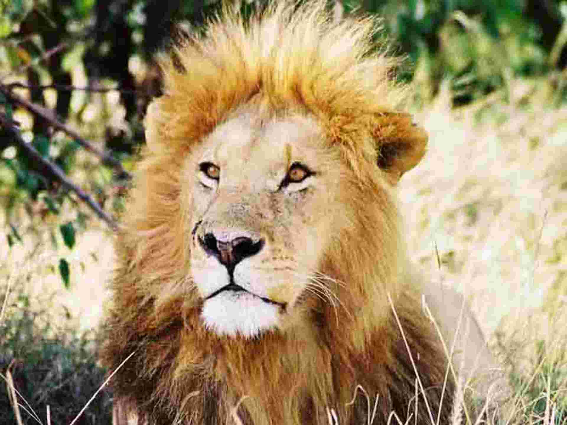 Kenya Up Close (superior) - 8 days