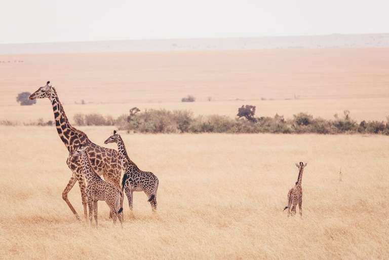 Nairobi Wildlife Tour: Kenya Wildlife Safari