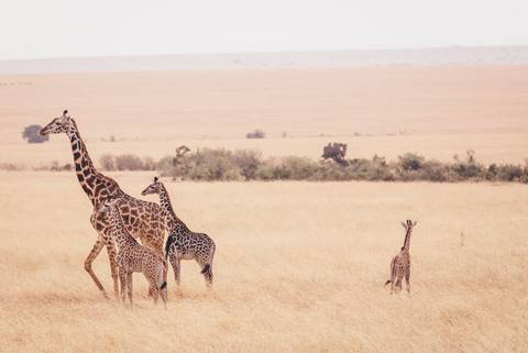 Nairobi Wildlife Tour: Kenya Wildlife Safari