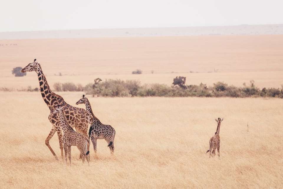 Kenya Wildlife Safari - Intrepid Travel - Kenya - Image 1
