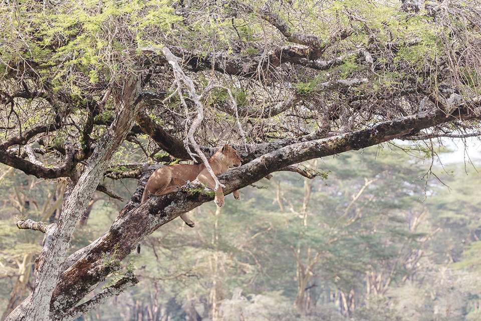 Kenya Wildlife Safari - Intrepid Travel - Kenya - Image 14