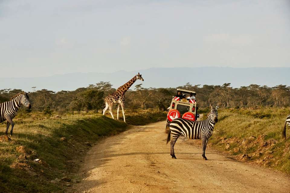 Kenya Wildlife Safari - Intrepid Travel - Kenya - Image 6