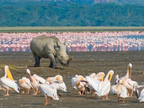 Kenya Wildlife Week - 7 Days - Winter Tours